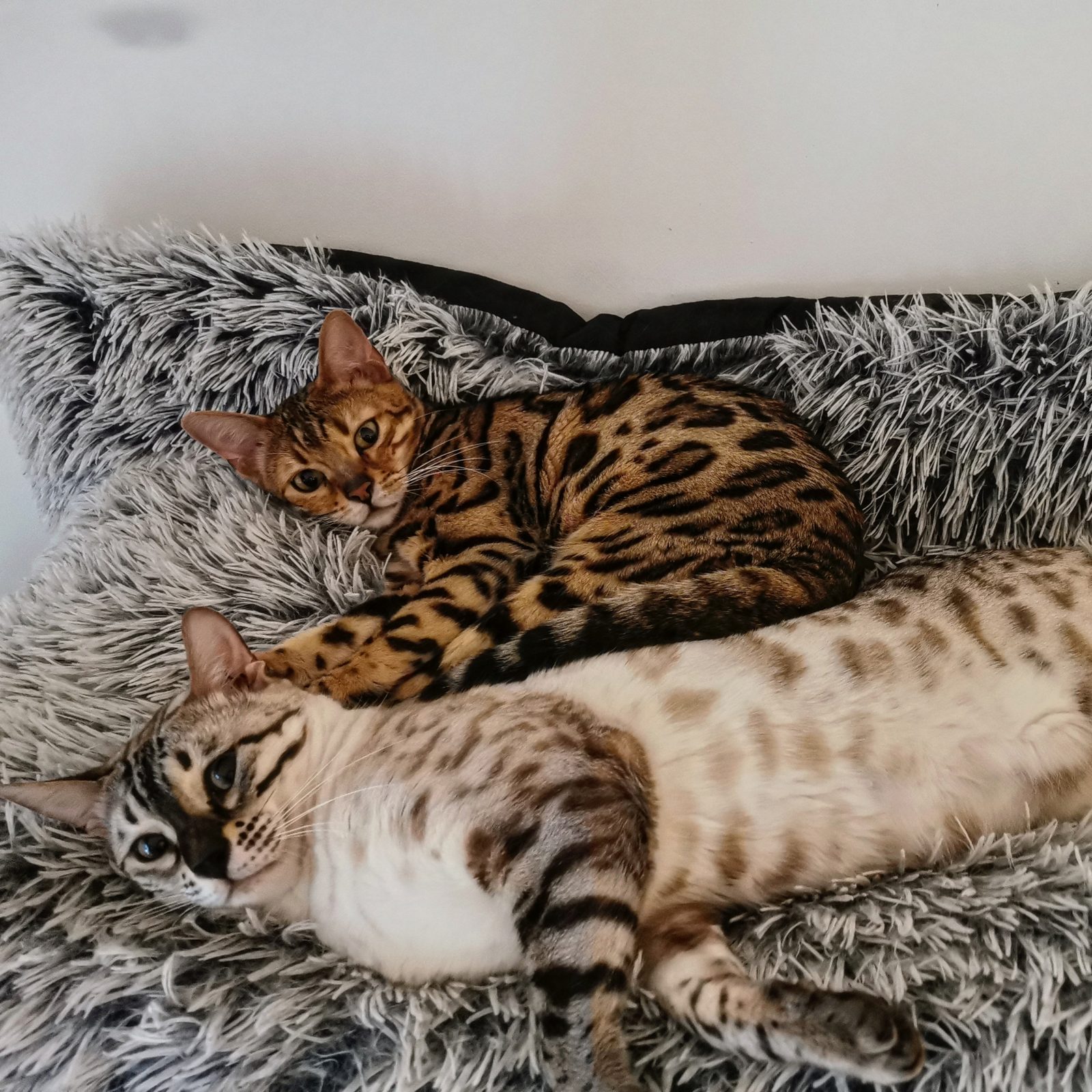 Deux chats Bengals