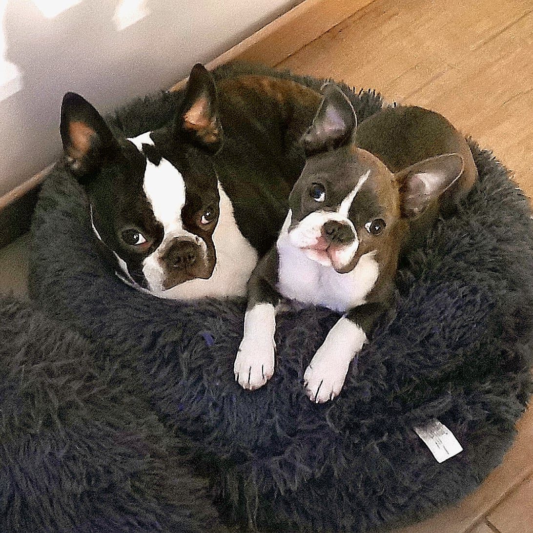 Deux Boston Terriers