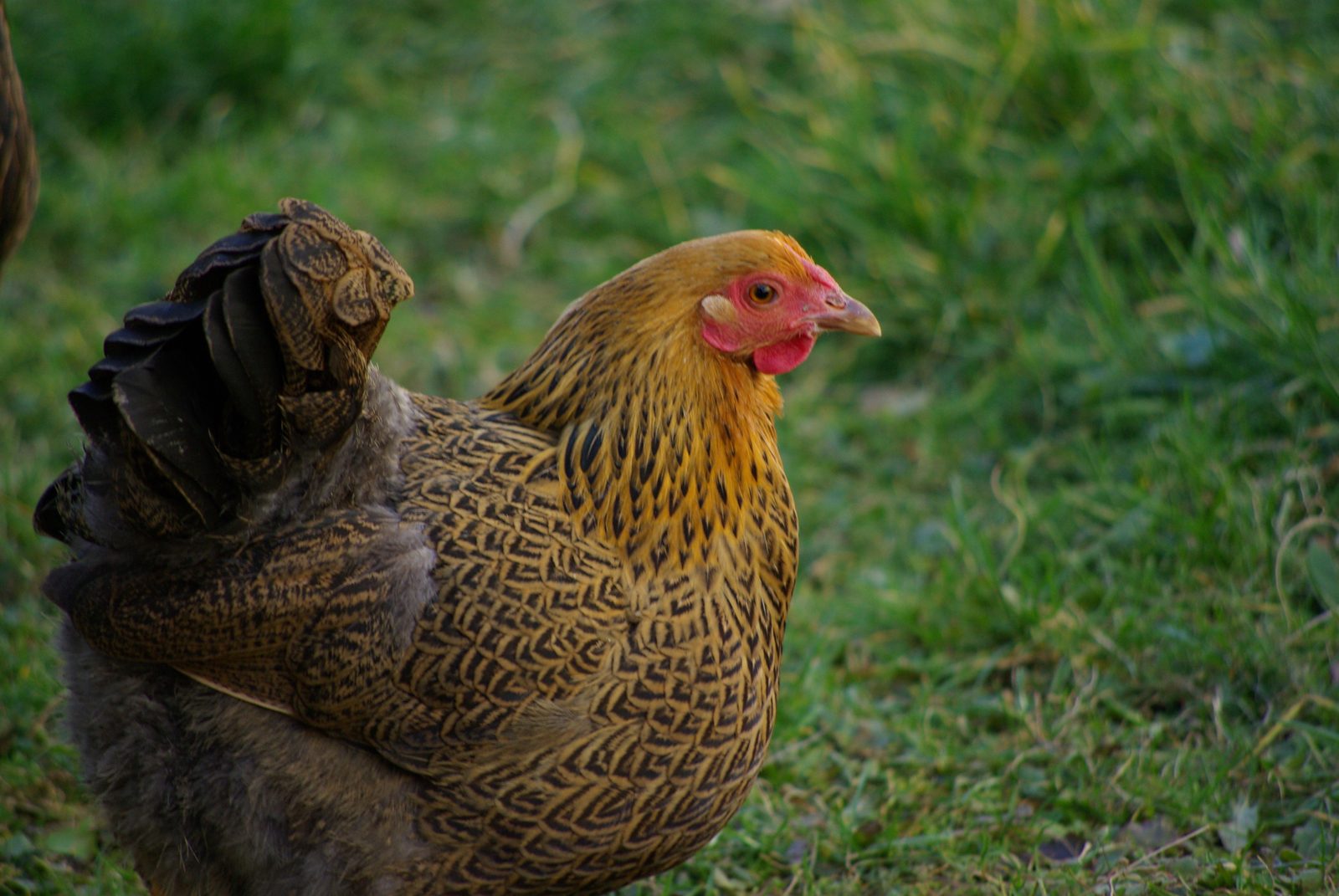Poule dorée