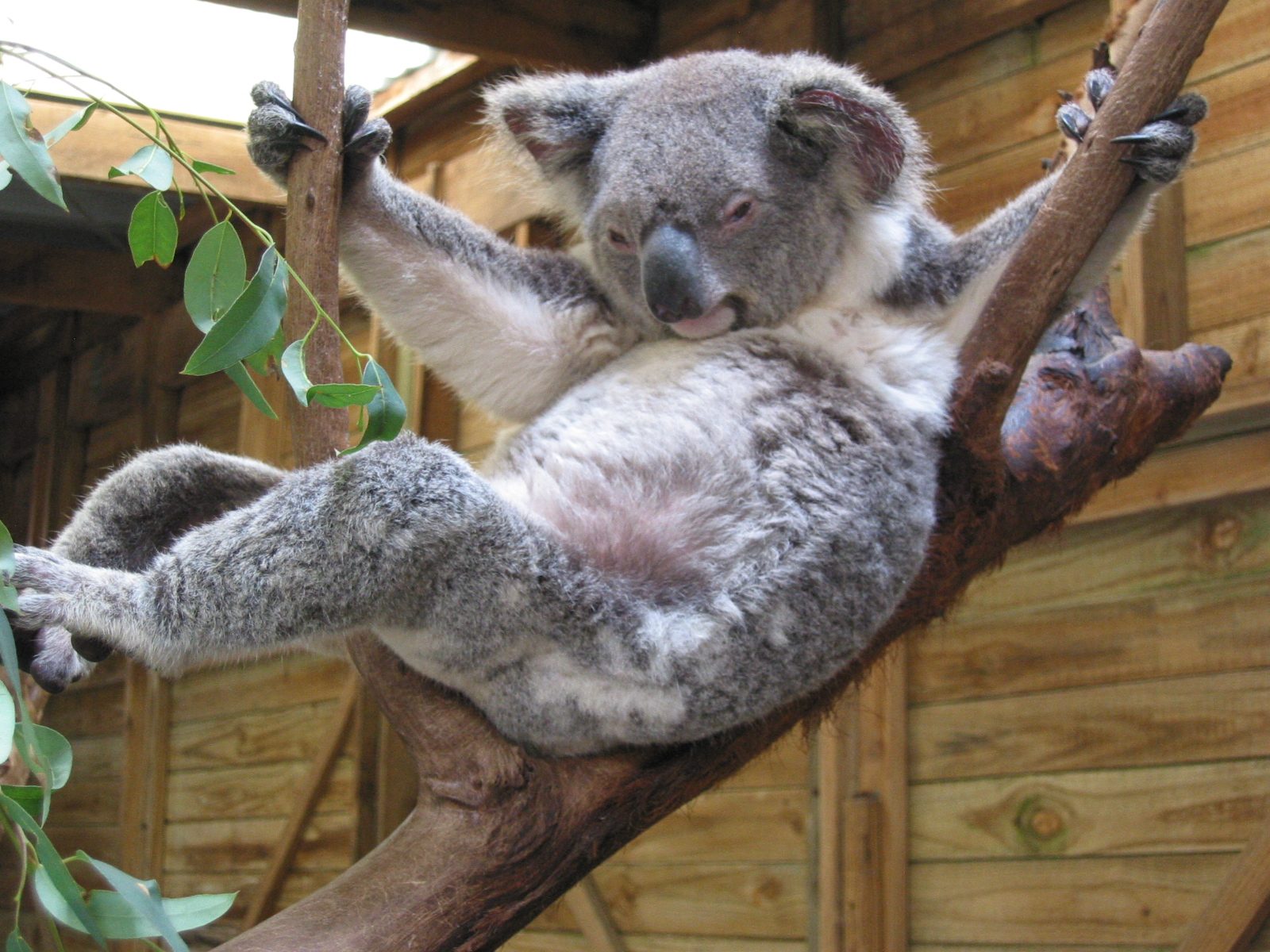 Un koala paisible