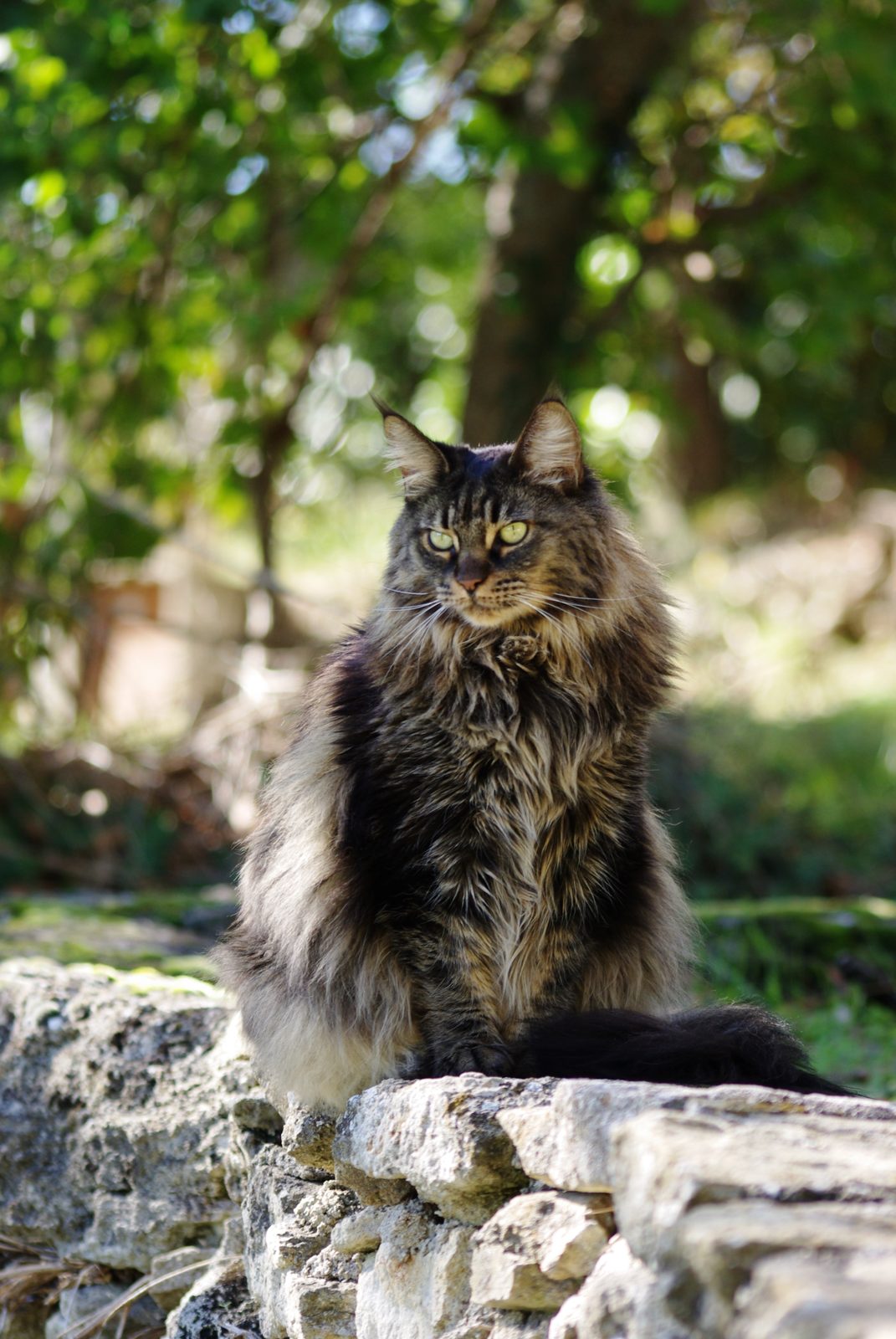Communication avec un animal défunt