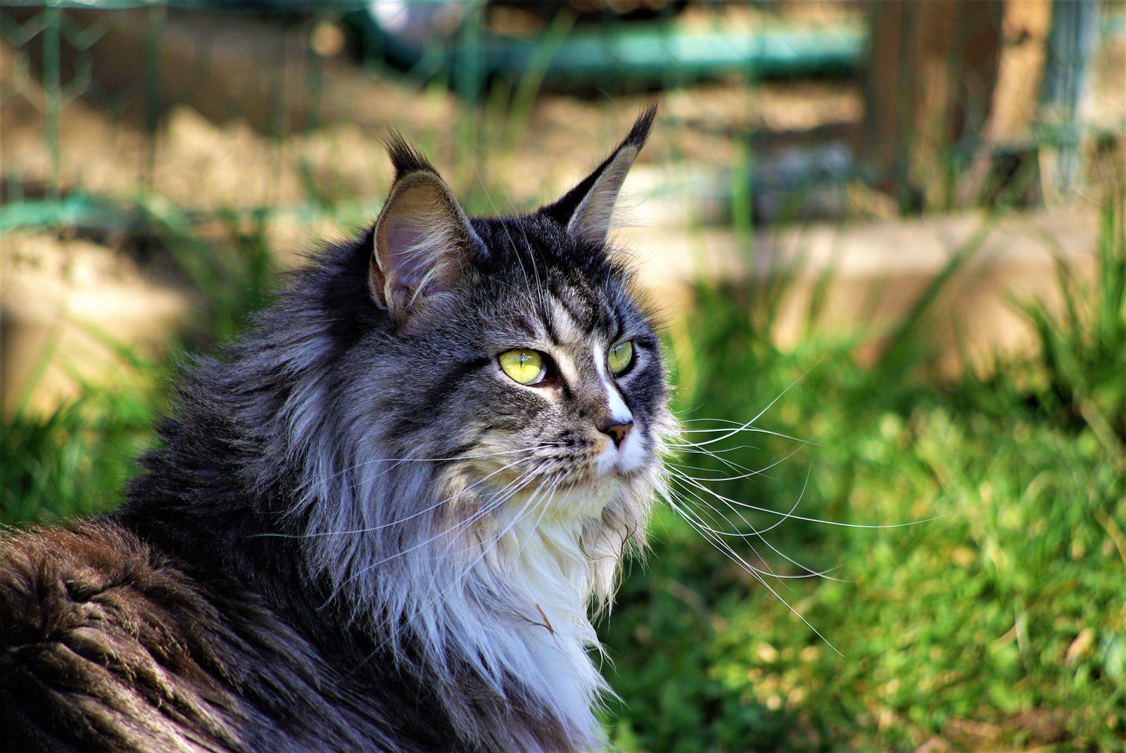 Magnétisme animal